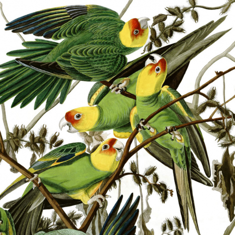 Shop Vintage Bird Art by Audubon, Fuertes, Others